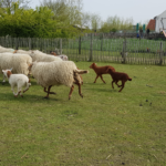 schapen lopen